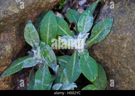 Montane star-cardo, perenne, fiordaliso fiordaliso di montagna, mountain fiordaliso, Laurea pulsante, Mountain Bluet (Centaurea montana), giovani piante, Germania Foto Stock