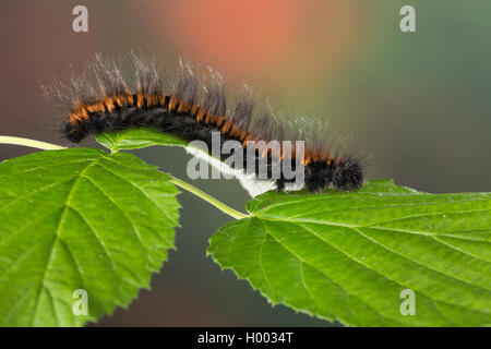 Fox moth (Macrothylacia rubi), giovane bruco su una foglia, Germania Foto Stock