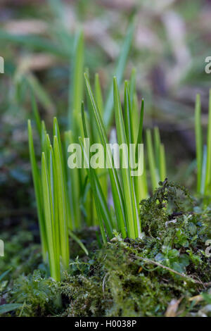 Inizio Crocus, Bosco crocus, Tomasini's crocus (Crocus tommasinianus), foglie prima della fioritura, Germania Foto Stock