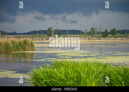 Area inondabile a fiume Peene, Germania, Meclemburgo-Pomerania, Anklam Foto Stock