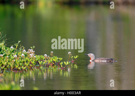 Rosso-throated diver (Gavia stellata), piscina di fronte buckbean, vista laterale, Norvegia Tromso Foto Stock