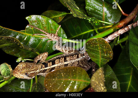 Brown basilisco, Striped Basilisco, giallo-striped Basilisco, Gesù Cristo Lizard (Basiliscus vittatus), femmina, Costa Rica Foto Stock