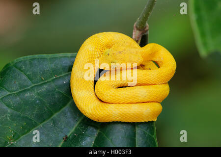 Tintura ciglia vipera cornuta, palm viper, ciglia palm rattlesnakes (Bothrops schlegelii, Bothriechis schlegelii), arrotolati su una foglia, Costa Rica Foto Stock