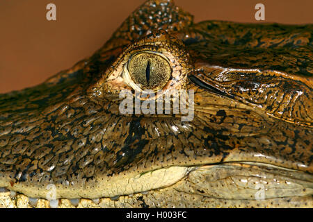 Caimano dagli occhiali (Caiman crocodilus), Ritratto, dettaglio, Costa Rica Foto Stock