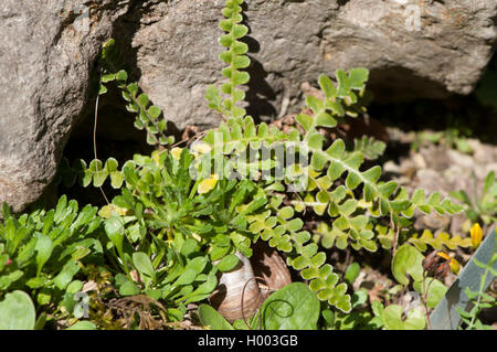 Comune, spleenwort Rustyback (Asplenium ceterach, Ceterach officinarum), che cresce su rocce, Germania Foto Stock