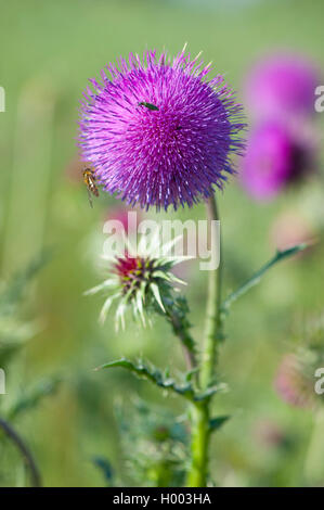 Musk thistle, annuendo thistle (Carduus nutans), fioritura, Germania Foto Stock