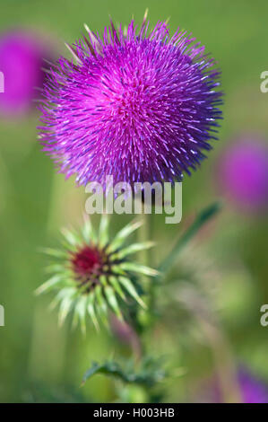 Musk thistle, annuendo thistle (Carduus nutans), fioritura, Germania Foto Stock