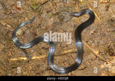 Hoffmann la terra Snake (Geophis hoffmanni), avvolgimento sul terreno, Costa Rica Foto Stock