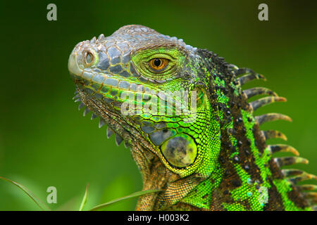 Iguana verde, comune (iguana Iguana iguana), capretti, ritratto, Costa Rica Foto Stock