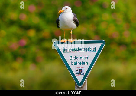 Maggiore nero-backed gull (Larus marinus), seduto su un segno per dune area di protezione e il peering, Germania, Schleswig-Holstein, Isola di Helgoland Foto Stock