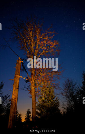 Schwarzwald Nationalpark di notte, GERMANIA Baden-Wuerttemberg, Black Forest National Park, Badener Hoehe Foto Stock