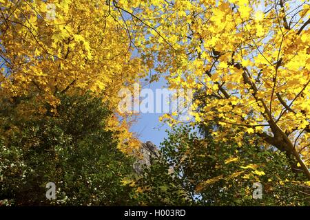 Acero di monte, grande Acero (Acer pseudoplatanus), e il Regno di Norvegia acero Acer platanoides, con foglie di autunno, Germania Foto Stock