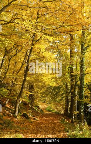 Comune di faggio (Fagus sylvatica), il percorso attraverso una foresta di autunno, GERMANIA Baden-Wuerttemberg Foto Stock