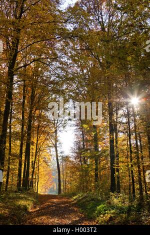 Comune di faggio (Fagus sylvatica), il percorso attraverso una foresta di autunno in controluce, GERMANIA Baden-Wuerttemberg Foto Stock