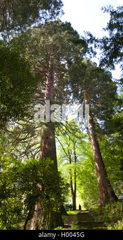 Sequoia gigante, giant redwood (Sequoiadendron giganteum), Walker in foresta con due sequoie giganti, GERMANIA Baden-Wuerttemberg, Baden-Baden Foto Stock