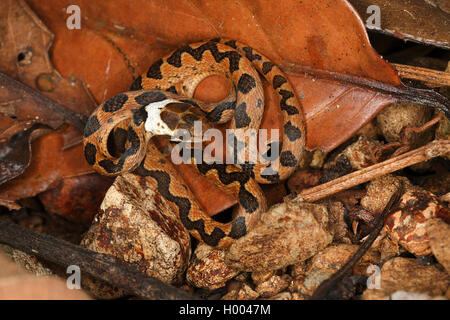 Northern cat-eyed snake (Leptodeira septentrionalis), capretti arrotolati su terra, Costa Rica Foto Stock