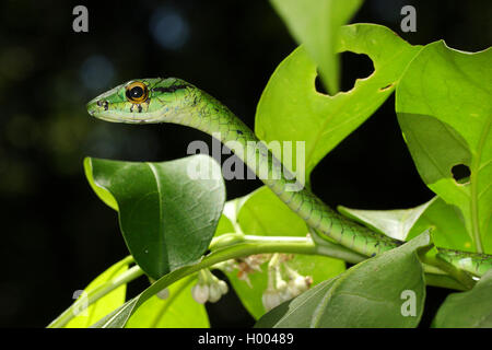 Parrot snake (Leptophis depressirostris), Ritratto, Costa Rica Foto Stock