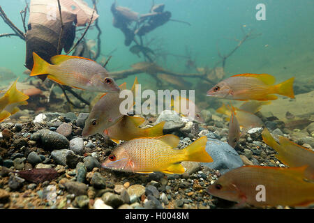 Pedagogo snapper, precettore (Lutjanus apodus), scuola, Costa Rica Foto Stock