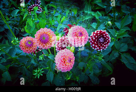 Dalie campo in estate, la coltivazione dei fiori Foto Stock