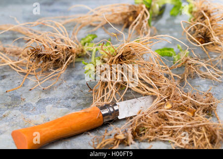 Vero oxlip (Primula elatior), scavate root, Germania Foto Stock