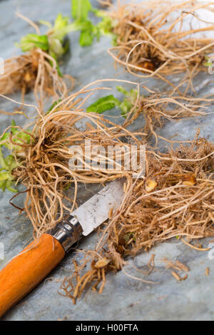 Vero oxlip (Primula elatior), scavate root, Germania Foto Stock