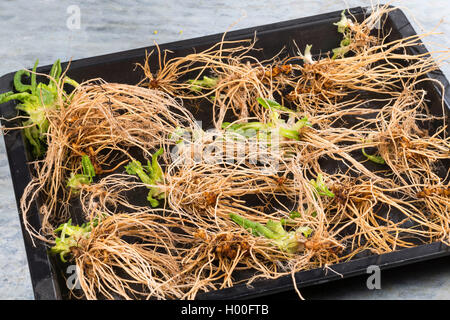 Vero oxlip (Primula elatior), scavate radici, Germania Foto Stock