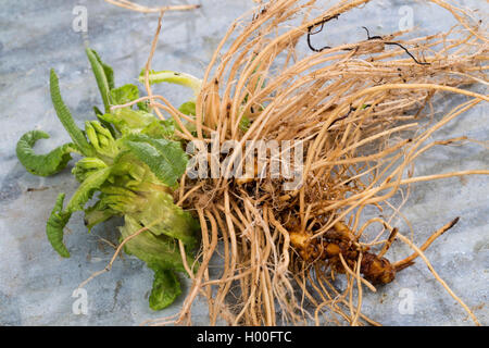 Vero oxlip (Primula elatior), scavate root, Germania Foto Stock