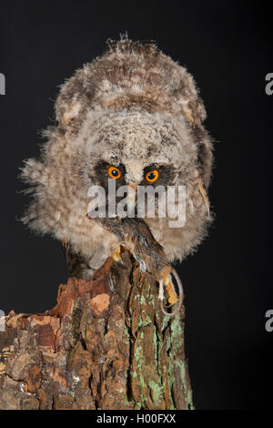 Gufo comune (Asio otus), neonata alimenta un mouse, Germania Foto Stock