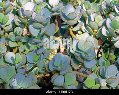 Silver Dollar impianto (Crassula arborescens), rami, Bundesrepublik Deutschland Foto Stock