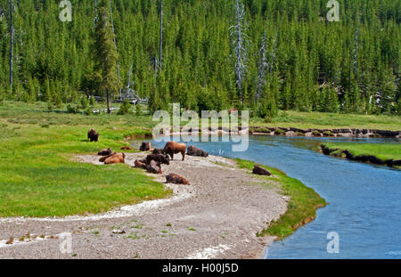 Bisonti americani Buffalo allevamento nel Parco Nazionale di Yellowstone accanto al fiume di Madison nel Parco Nazionale di Yellowstone in Wyoming USA Foto Stock