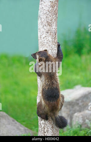 Wolverine (Gulo gulo), arrampicata su un albero, Finlandia e Lapponia Foto Stock