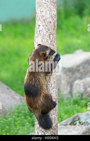 Wolverine (Gulo gulo), arrampicata su un albero, Finlandia e Lapponia Foto Stock