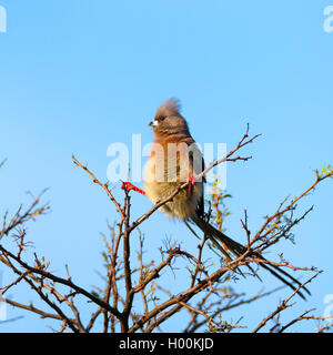 White-backed mousebird (Colius colius), si siede su una boccola, Sud Africa, Western Cape, Karoo National Park Foto Stock