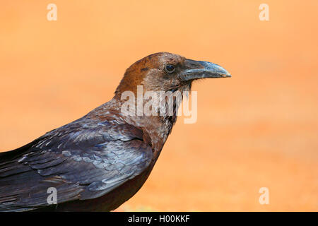 Brown a collo di corvo imperiale (Corvus ruficollis), Ritratto, Capo Verde Isole, Boa Vista Foto Stock
