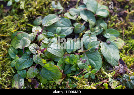 Falegname-erbaccia, guarire tutti e auto-guarire (prunella vulgaris), foglie, Germania Foto Stock