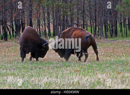 Due bisonti americani Buffalo i tori di combattimento e combattimenti nel Parco nazionale della Grotta del Vento nelle Black Hills del Dakota del Sud Foto Stock