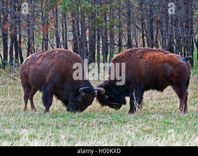 Due bisonti americani Buffalo i tori di combattimento e combattimenti nel Parco nazionale della Grotta del Vento nelle Black Hills del Sud Dakota noi di un Foto Stock