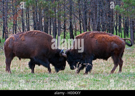 Due bisonti americani Buffalo i tori di combattimento e combattimenti nel Parco nazionale della Grotta del Vento nelle Black Hills del Sud Dakota US Foto Stock