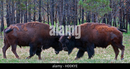 Due bisonti americani Buffalo i tori di combattimento e combattimenti nel Parco nazionale della Grotta del Vento nelle Black Hills del Sud Dakota STATI UNITI D'AMERICA Foto Stock