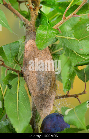 Falda (Gastropacha quercifolia, Phalaena quercifolia), pupa su un ramo, Germania Foto Stock