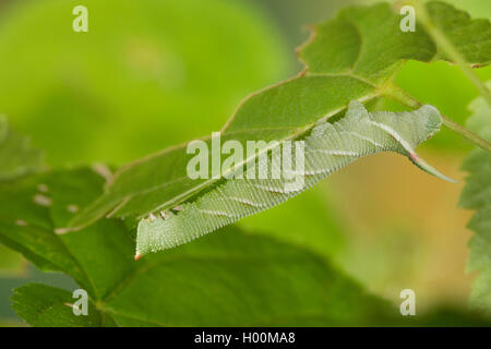 Lime hawkmoth (Mimas tiliae), Caterpillar feed su una foglia di tiglio, Germania Foto Stock