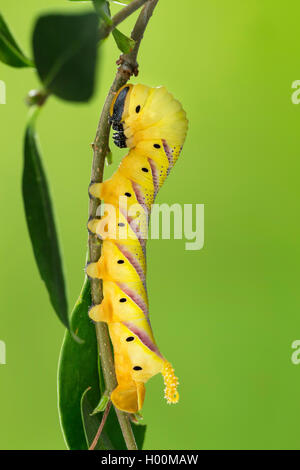 La morte del capo-hawkmoth (Acherontia atropo), Caterpillar alimenta il ligustro, Germania Foto Stock