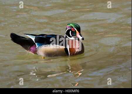 Anatra di legno (Aix sponsa), nuoto drake nella colorazione di allevamento, vista laterale, Germania Foto Stock