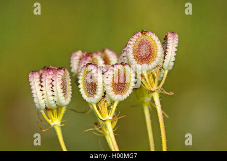 Mediterraneo (hartwort Tordylium apulum, Condylocarpus humilis), frutta Foto Stock