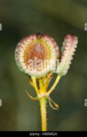 Mediterraneo (hartwort Tordylium apulum, Condylocarpus humilis), frutta Foto Stock