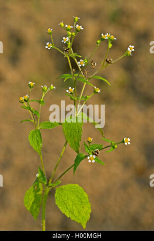 Shaggy soldato, galinsoga Peloso (Galinsoga ciliata, Galinsoga quadriradiata), fioritura, Germania Foto Stock