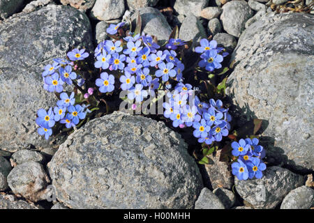 Il lago di Costanza dimenticare-me-non (Myosotis rehsteineri, Myosotis scorpioides subsp. caespitosa, Myosotis caespitosa var. grandiflora), fioritura, Germania Foto Stock