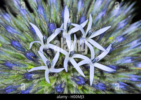 Grande globethistle, grande globo-thistle, giant globe thistle (Echinops sphaerocephalus, Echinops major), fioritura Foto Stock