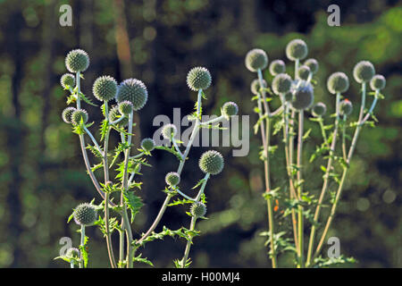 Grande globethistle, grande globo-thistle, giant globe thistle (Echinops sphaerocephalus, Echinops major), fioritura Foto Stock