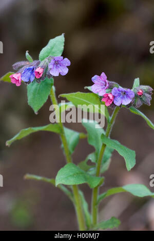 Dark lungwort (Pulmonaria obscura), fioritura, Germania Foto Stock